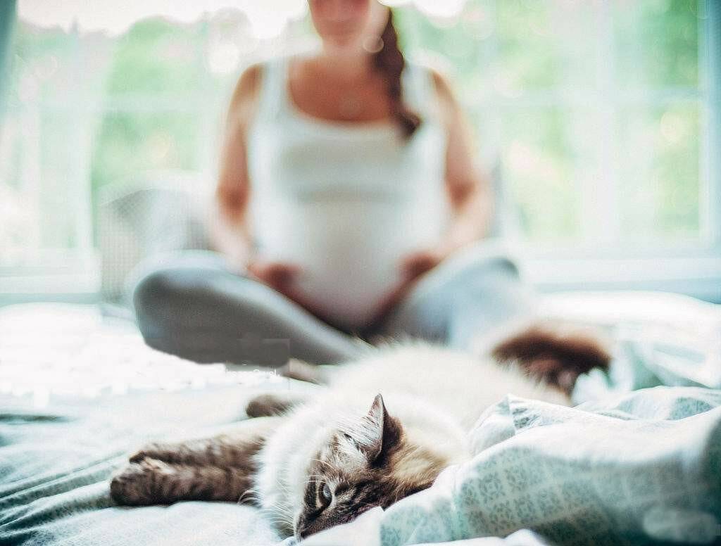 7 причин, почему кошке не место в кровати