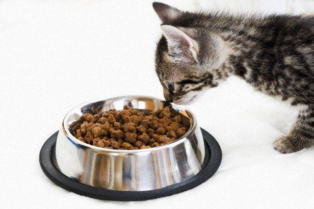 Как приучить котенка к сухому корму: без вредя для его здоровья