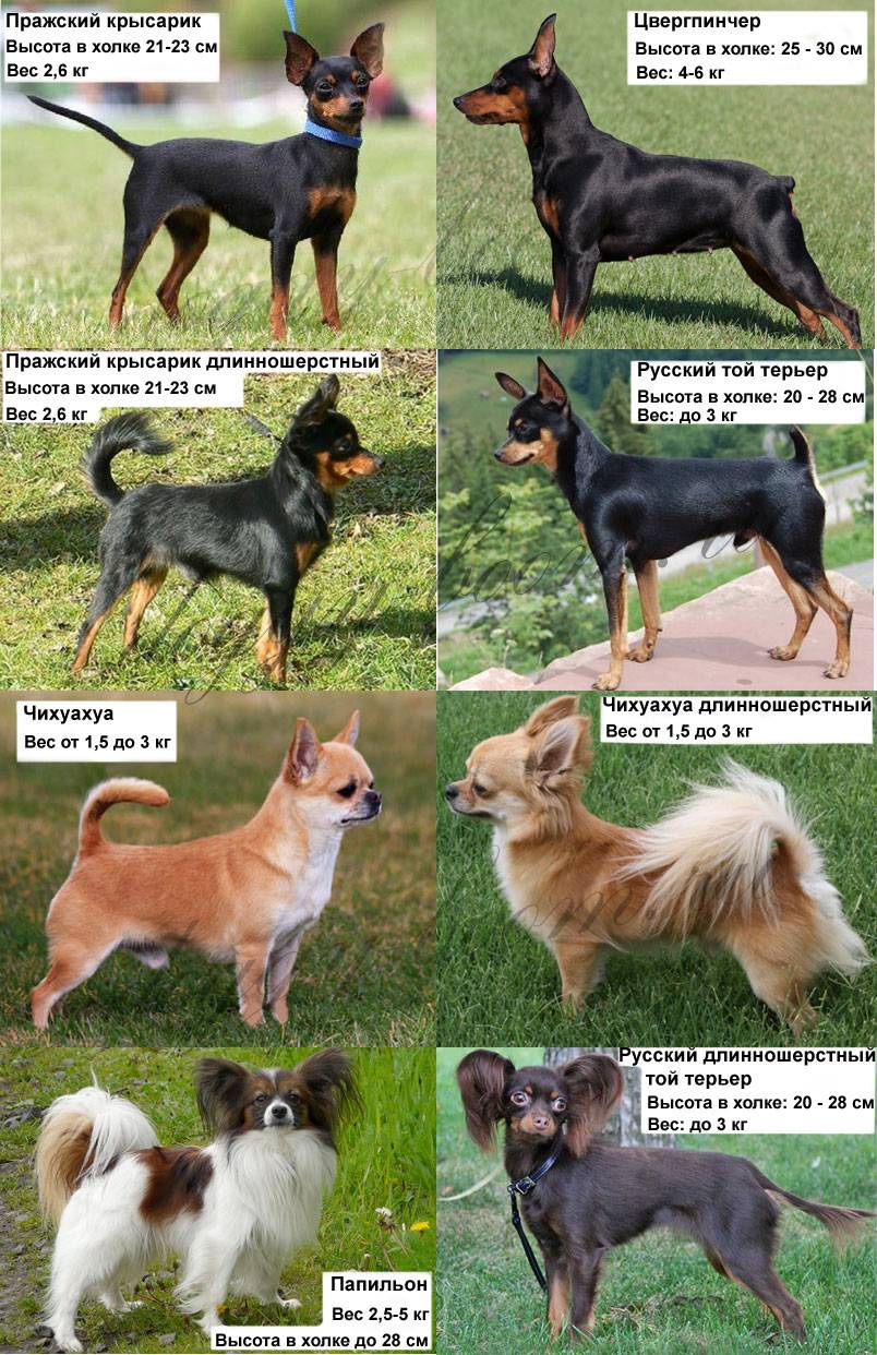 Собака чихуахуа - особенности породы, характер, плюсы и минусы