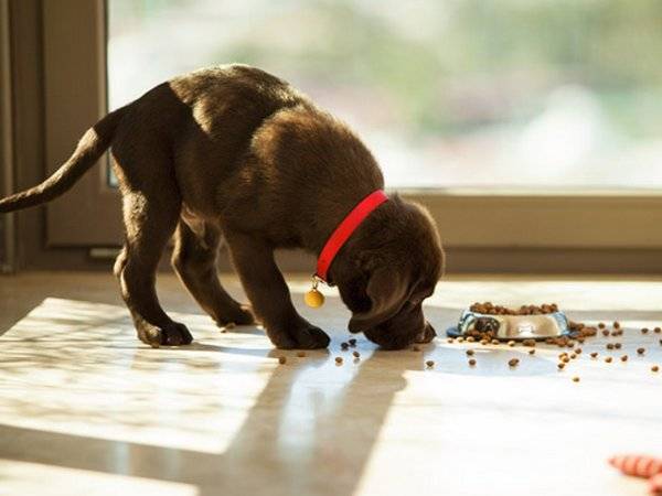 Когда лучше кормить собаку: до или после прогулки?