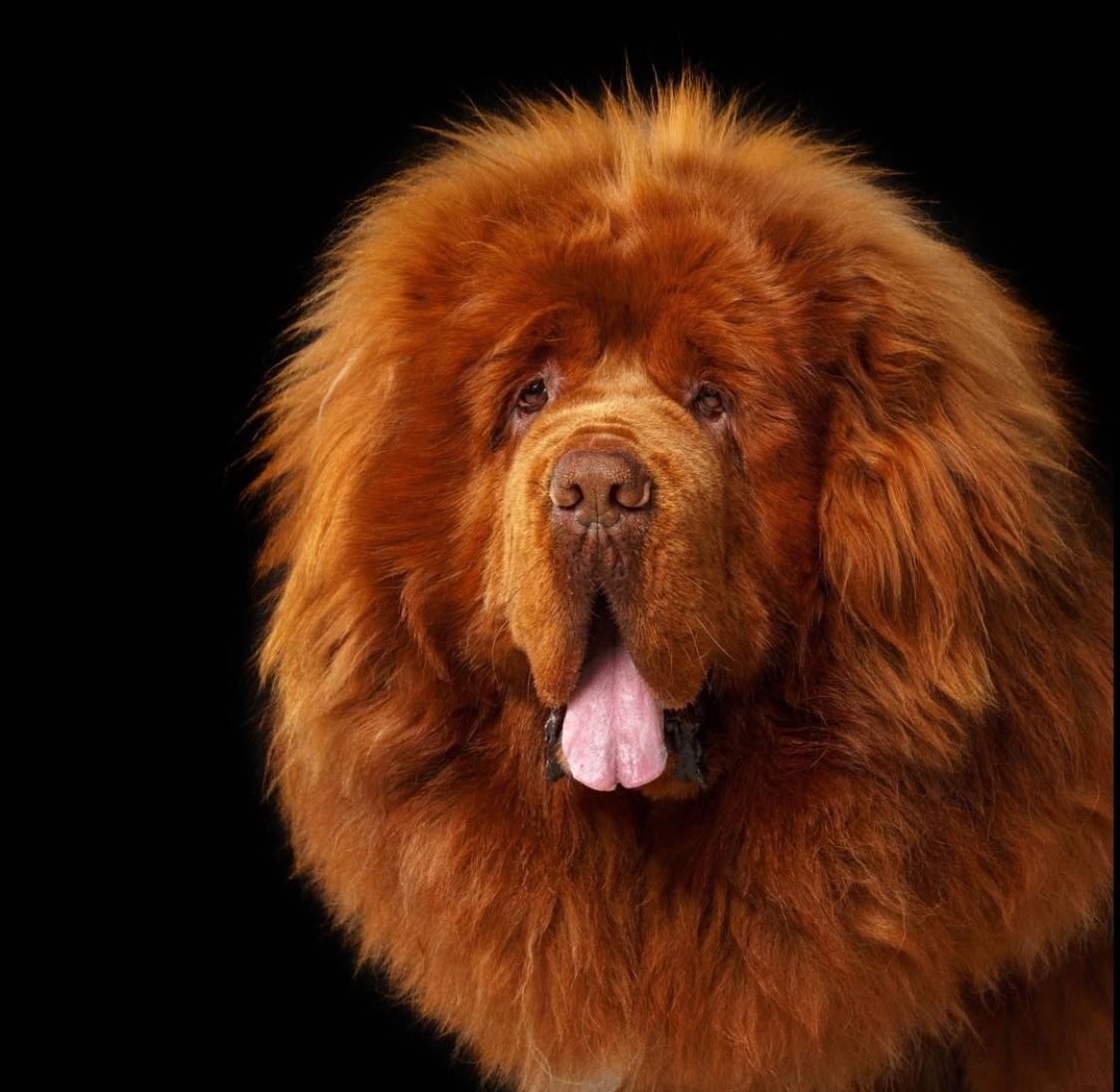 Самые красивые породы собак в мире