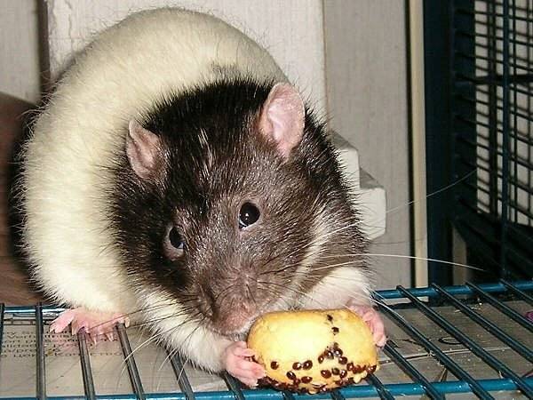 Что едят мыши: чем питаются в природе и в домашних условиях, чем кормить маленьких новорождённых мышат слепышей без матери, каких насекомых едят