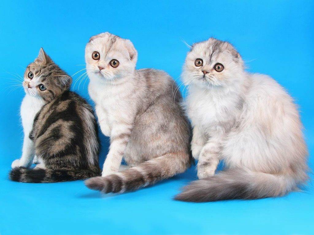 Скоттиш-страйт: семейные кошки с отличным характером
