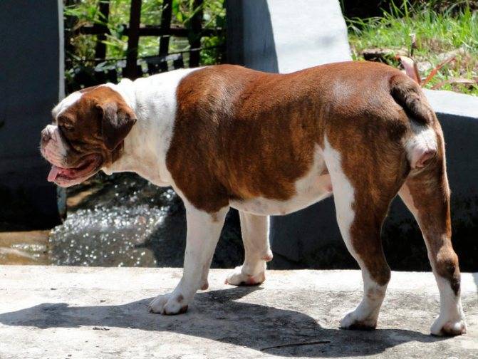 Уникальная порода собак – американский бульдог (амбуль)