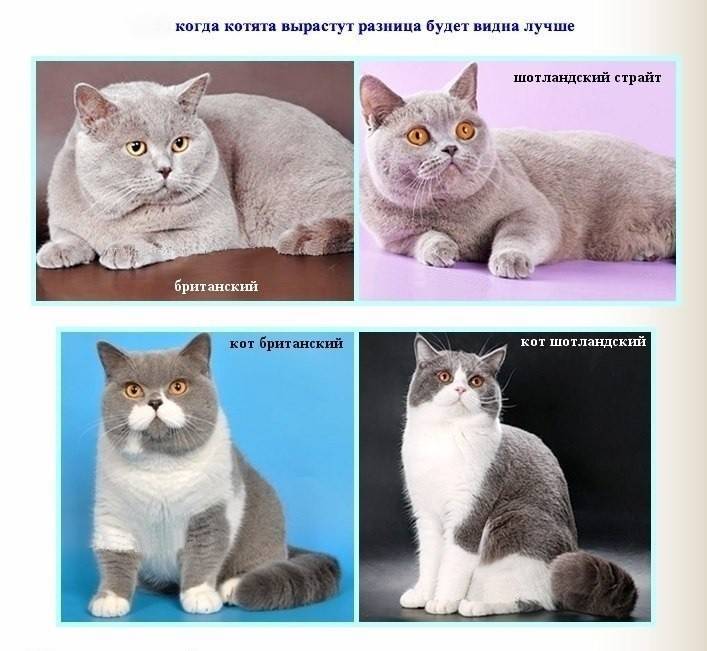 Скоттиш-страйт: семейные кошки с отличным характером