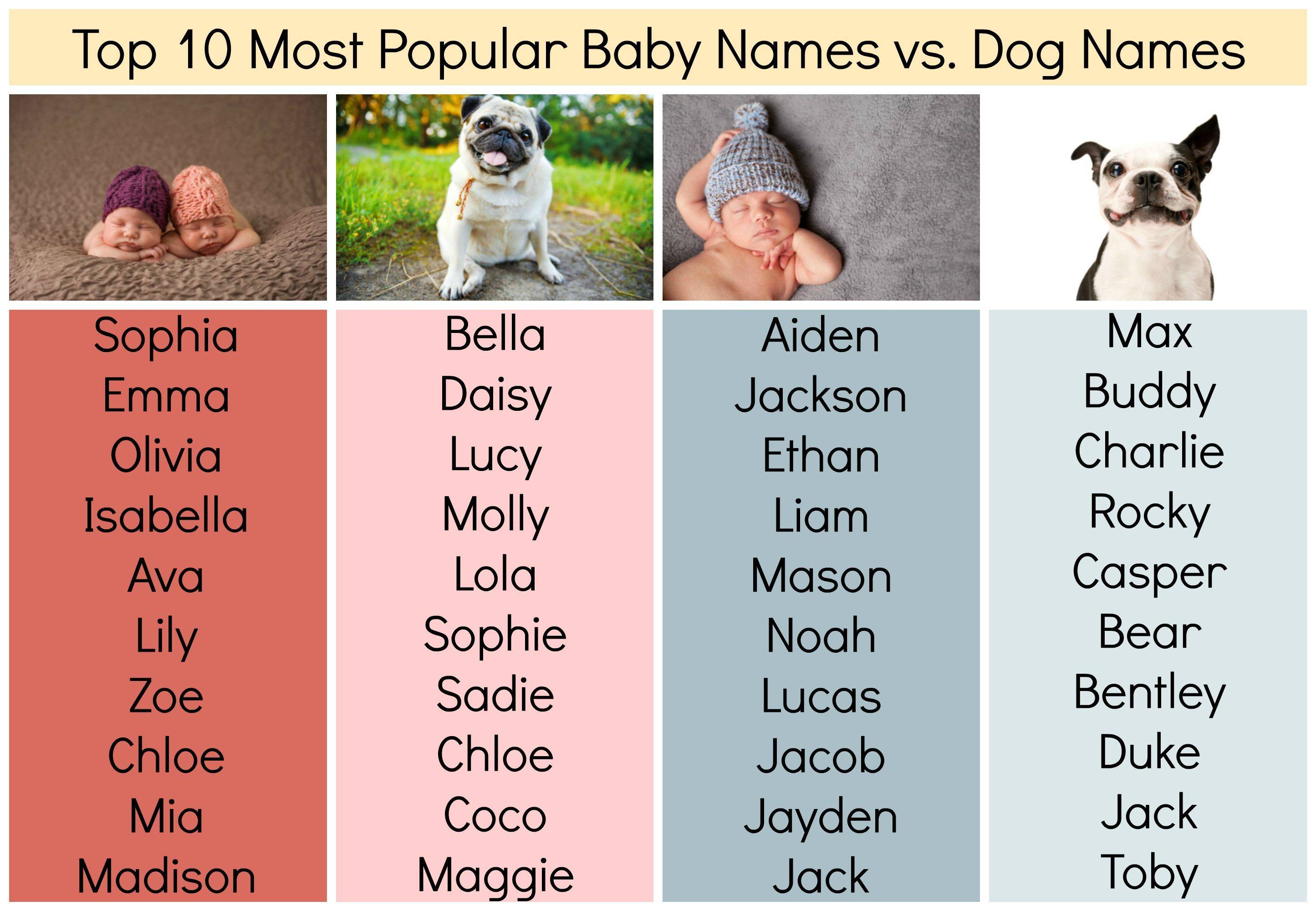 Клички для собак-мальчиков: красивые собачьи имена. как можно назвать щенка? легкие и редкие клички для кобелей, прикольные и необычные мужские имена со значением