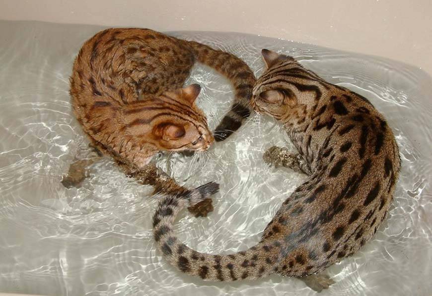Почему кошки боятся воды | все о кошках