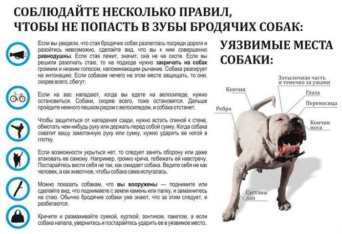Обсессивно-компульсивные расстройства собак (навязчивые состояния). ветеринарная клиника "зоостатус"