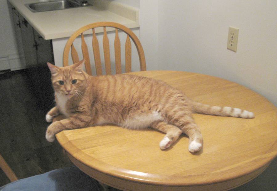 Если ваша кошка лазит по столам: как отучить питомца?