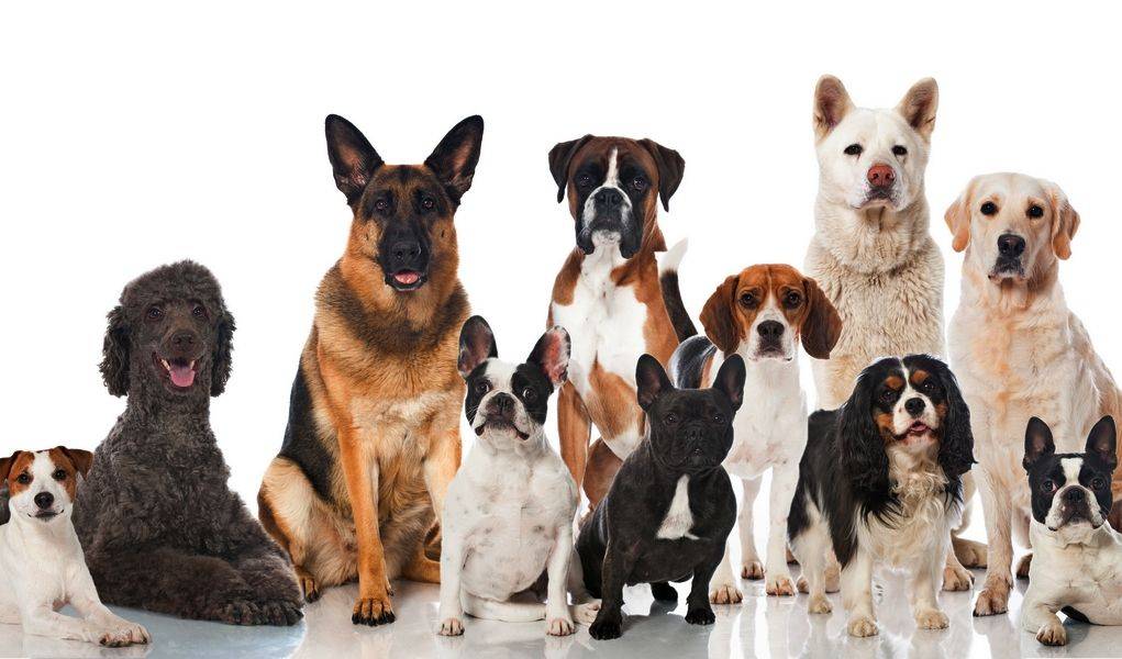 Собаки для квартиры — обзор рекомендуемых пород и их описание