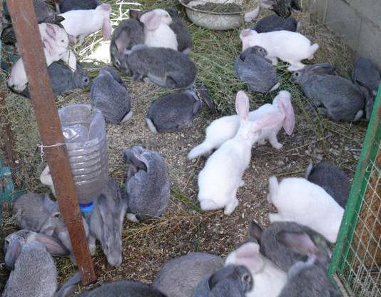 Разведение кроликов в вольерах: плюсы и минусы, устройство вольера, особенности содержания животных