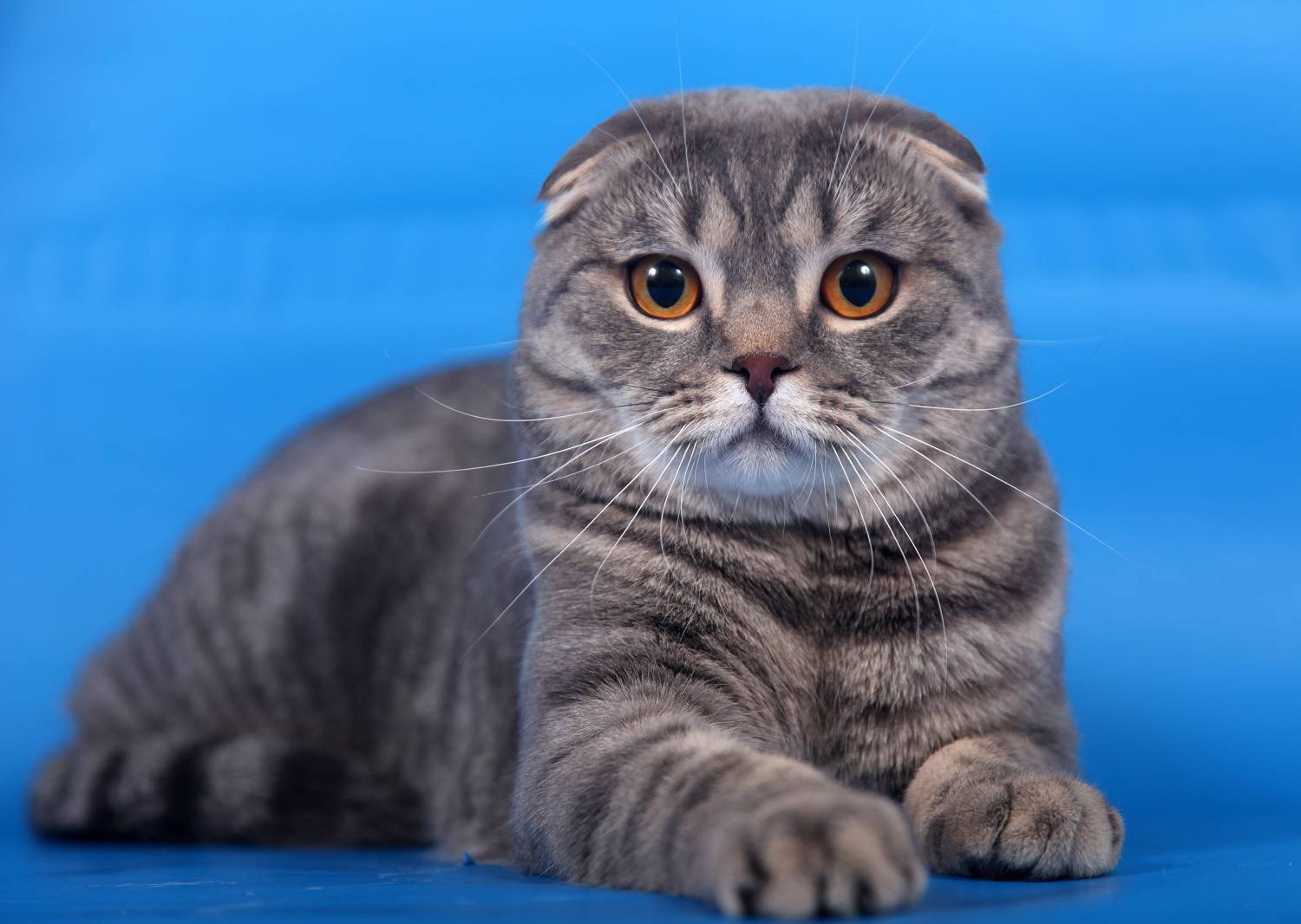 Скоттиш фолд (шотландская вислоухая) кошка: подробное описание, фото, купить, видео, цена, содержание дома
