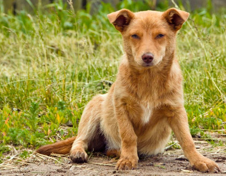 Порода собак двортерьер: фото, описание породы и характер