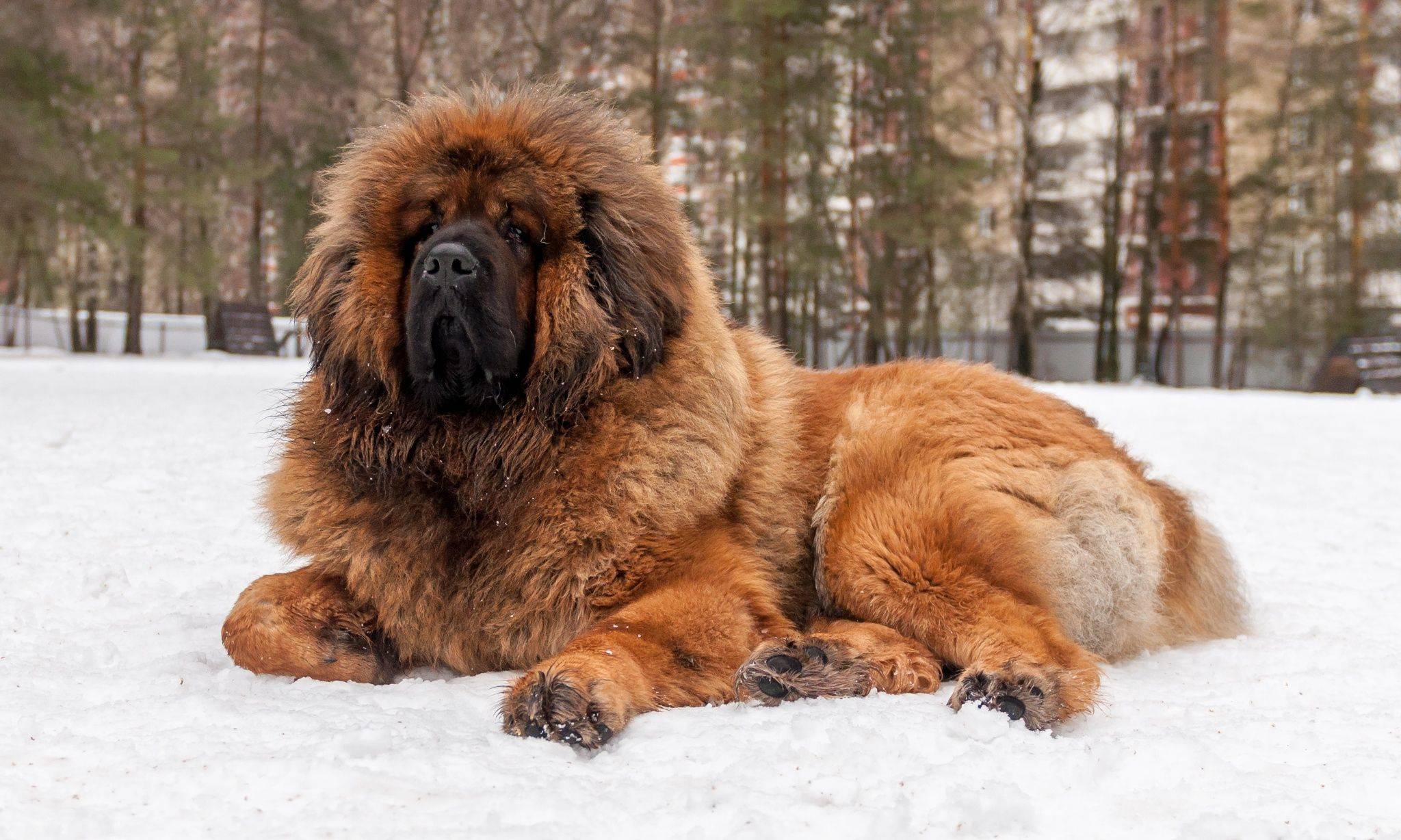 Собаки больших пород: характеристики и список с фото