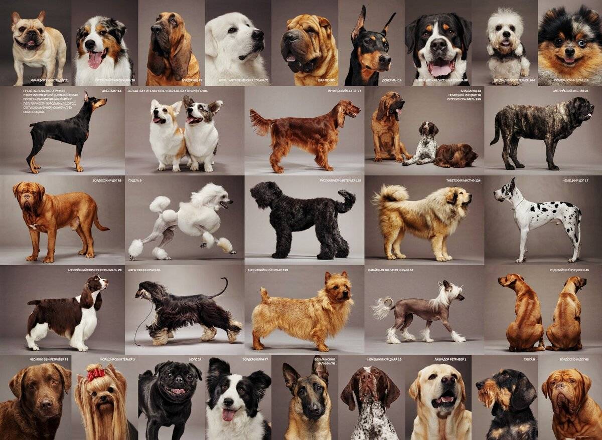 Породы собак: 170 фото характеристик и описаний стандартов больших, средних и маленьких пород