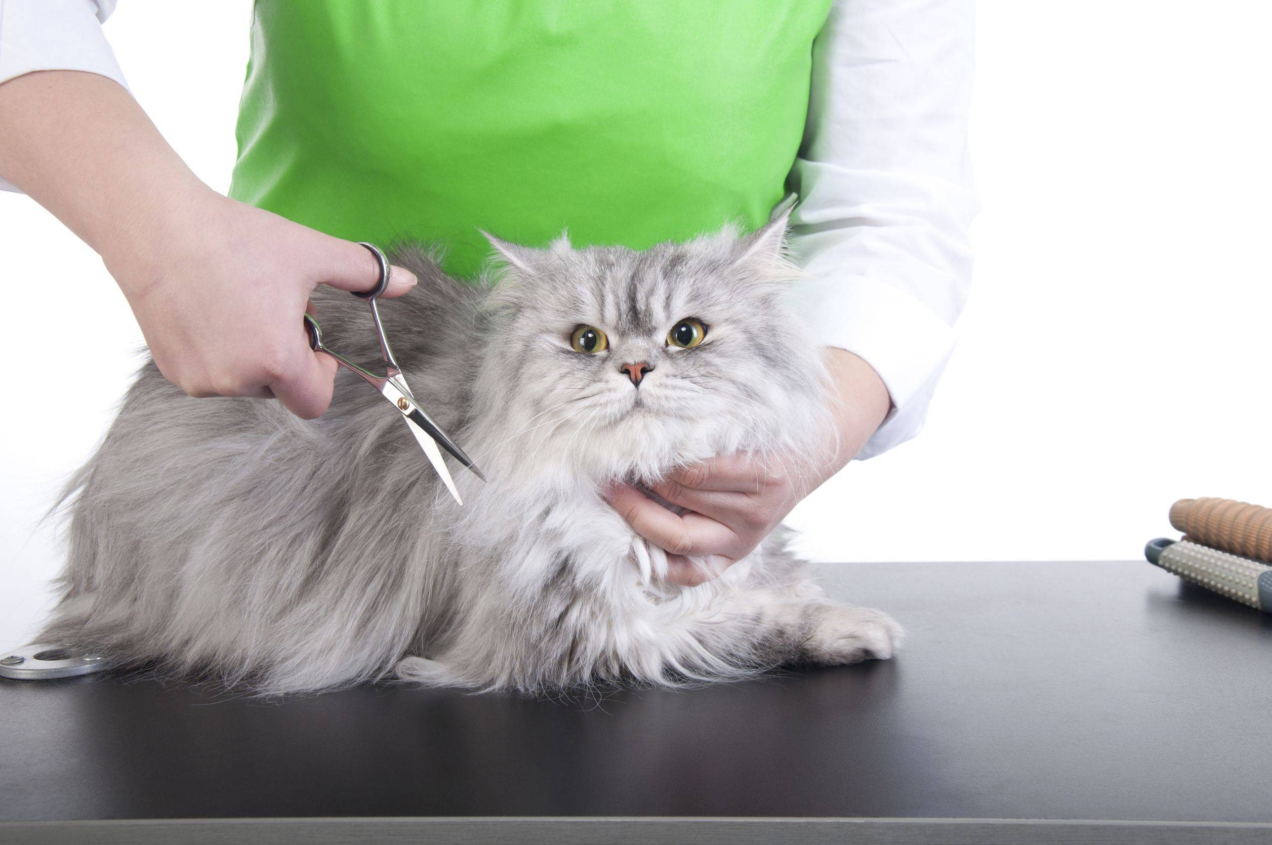 Вычёсывание - уход за шерстью кошки | блог ветклиники "беланта"