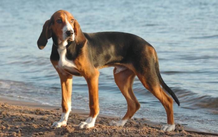 Оттерхаунд (выдровая гончая): описание породы собак с фото и видео
