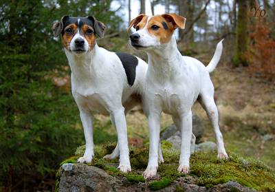 Датско-шведская фермерская собака — википедия