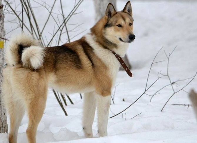Порода собак сибирская лайка: фото, видео, описание породы и характер