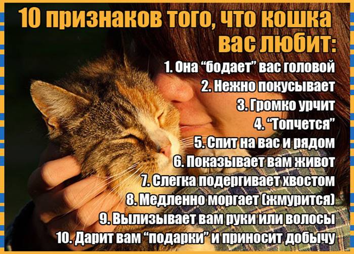 Как понять что кошка тебя любит