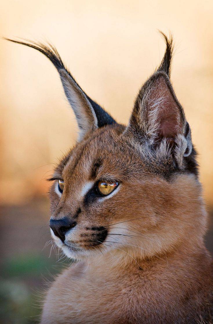 Породы кошек с кисточками на ушах