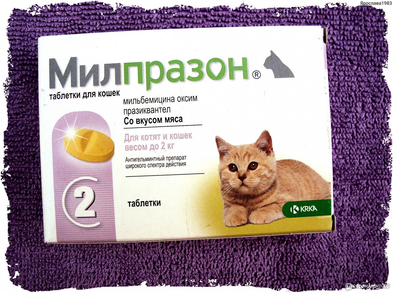 Новое в лечении кошачьего инфекционного перитонита