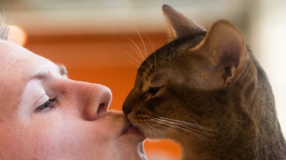 Почему нельзя целовать кошек? ответ поражает!
