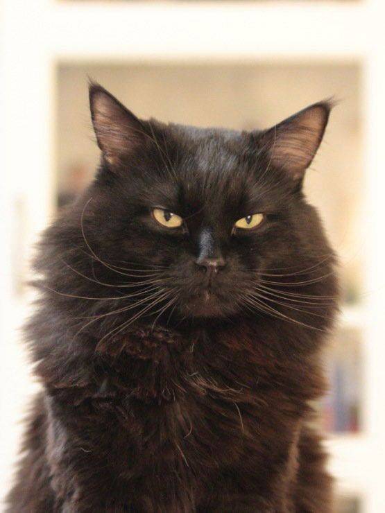 Йоркская шоколадная кошка - фото, цена породы, где купить