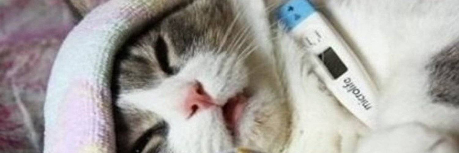 Низкая температура у кошек  - причины и лечение гипотермии у кошек в москве. ветеринарная клиника "зоостатус"