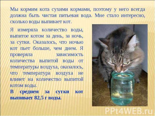 Сколько кошка может прожить без еды и воды?