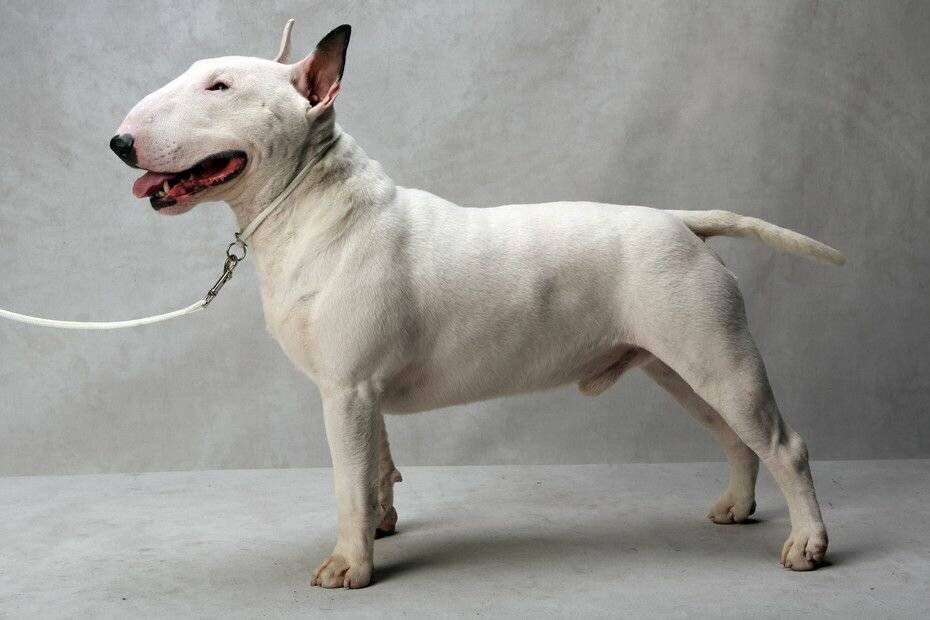Собака с крысиной мордой. бойцовская собака бультерьер: описание, характеристика, фото