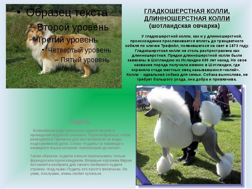 Колли собака. описание, особенности, уход и цена колли | sobakagav.ru
