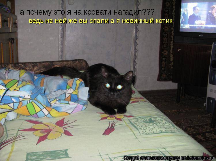 Почему котенок или взрослая кошка писает на хозяйскую кровать, что делать?