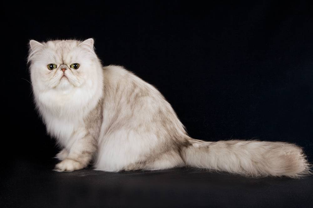 Самая ласковая, добрая и спокойная кошка: названия пород, их описания и фото
