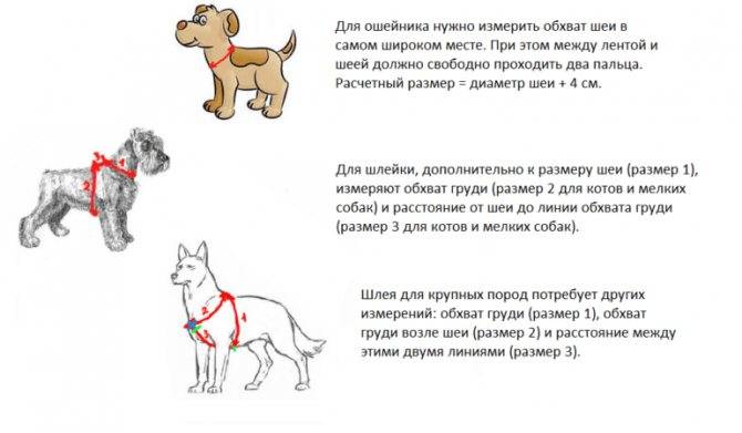 Готовые выкройки и порядок пошива шлейки для собак собственноручно