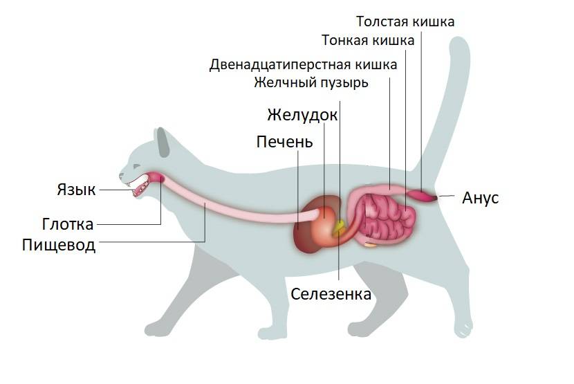 Анатомия кота – все, что нужно знать о строении животного