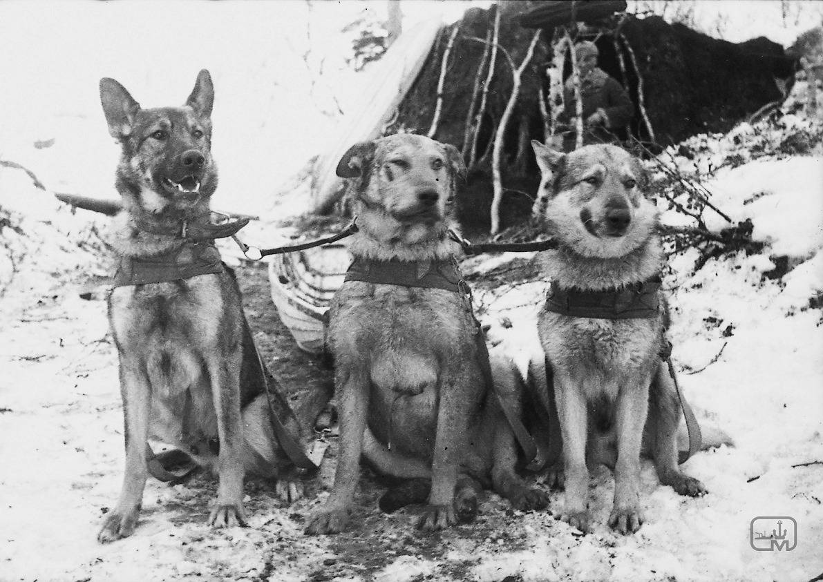 Собака на войне или псы войны. история участия.