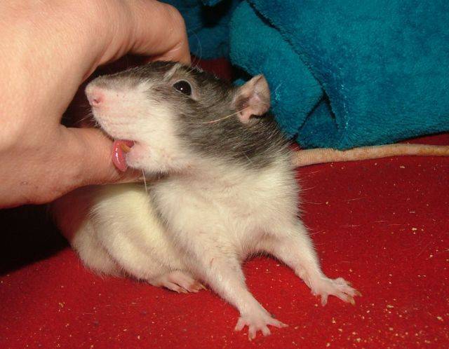 Укус крысы – что делать, как лечить, когда обращаться к врачу
