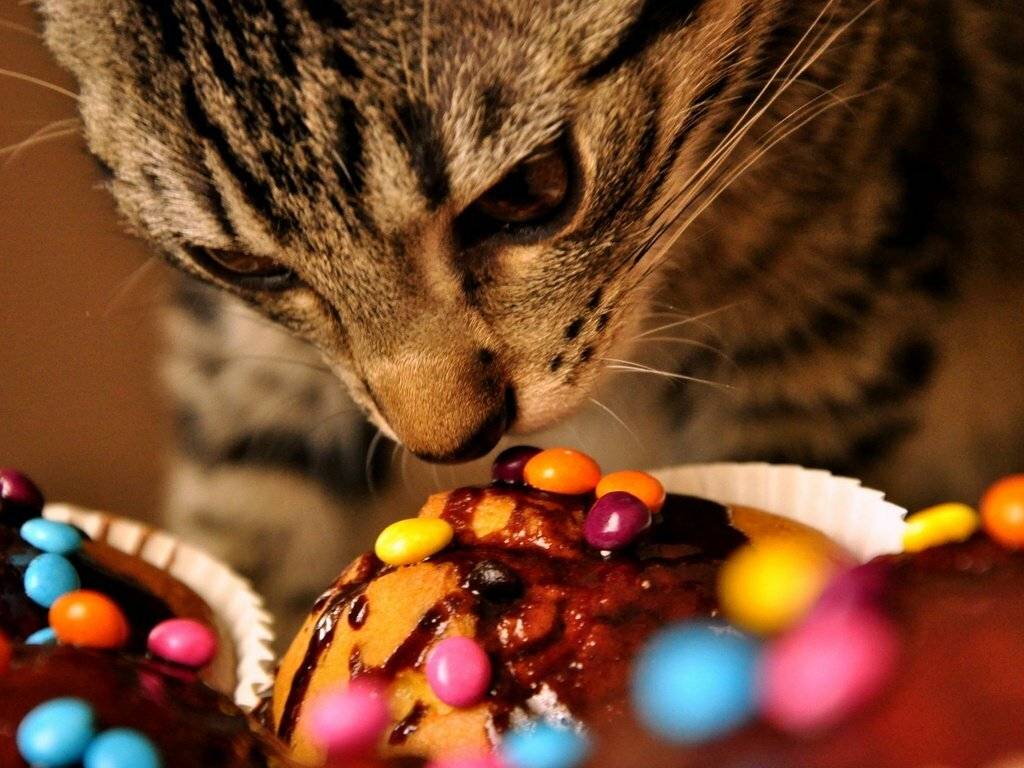 Сладости для кошек: можно ли сахар, шоколад и другие примеры вкусностей