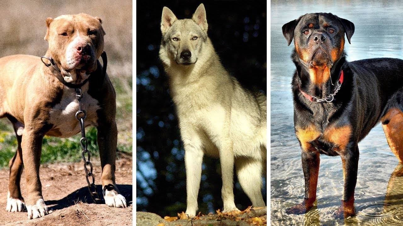 Рейтинг собак по интеллекту — 136 самых умных собак с описанием