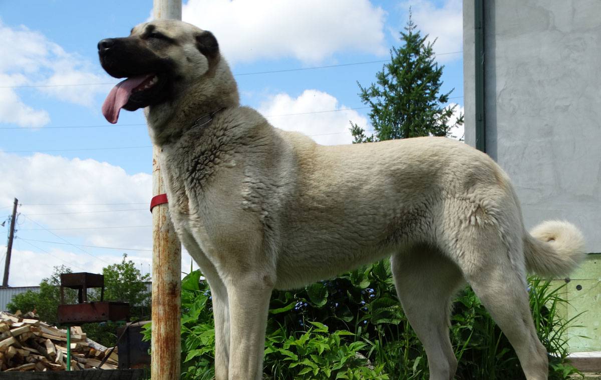 Кангал (турецкая) собака: фото, описание породы волкодав, характеристика, внешний вид, цена щенка