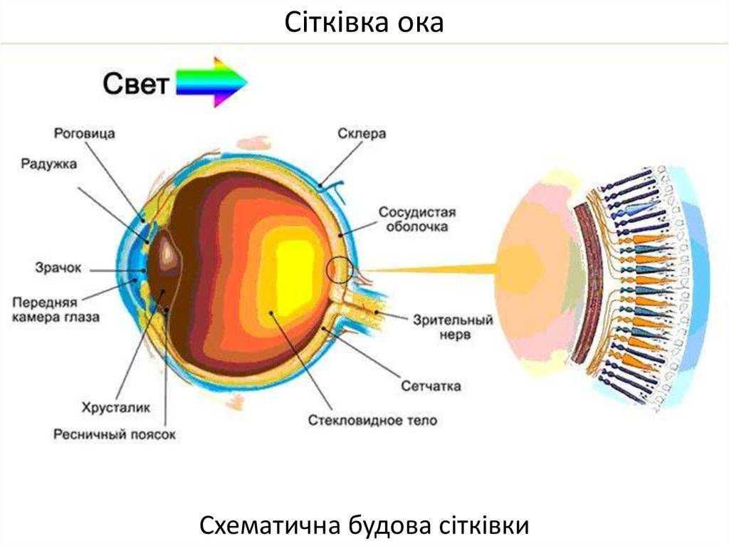 Строение глаза человека: глазное яблоко, роговица и радужка, сетчатка и хрусталик, стекловидное тело - сибирский медицинский портал