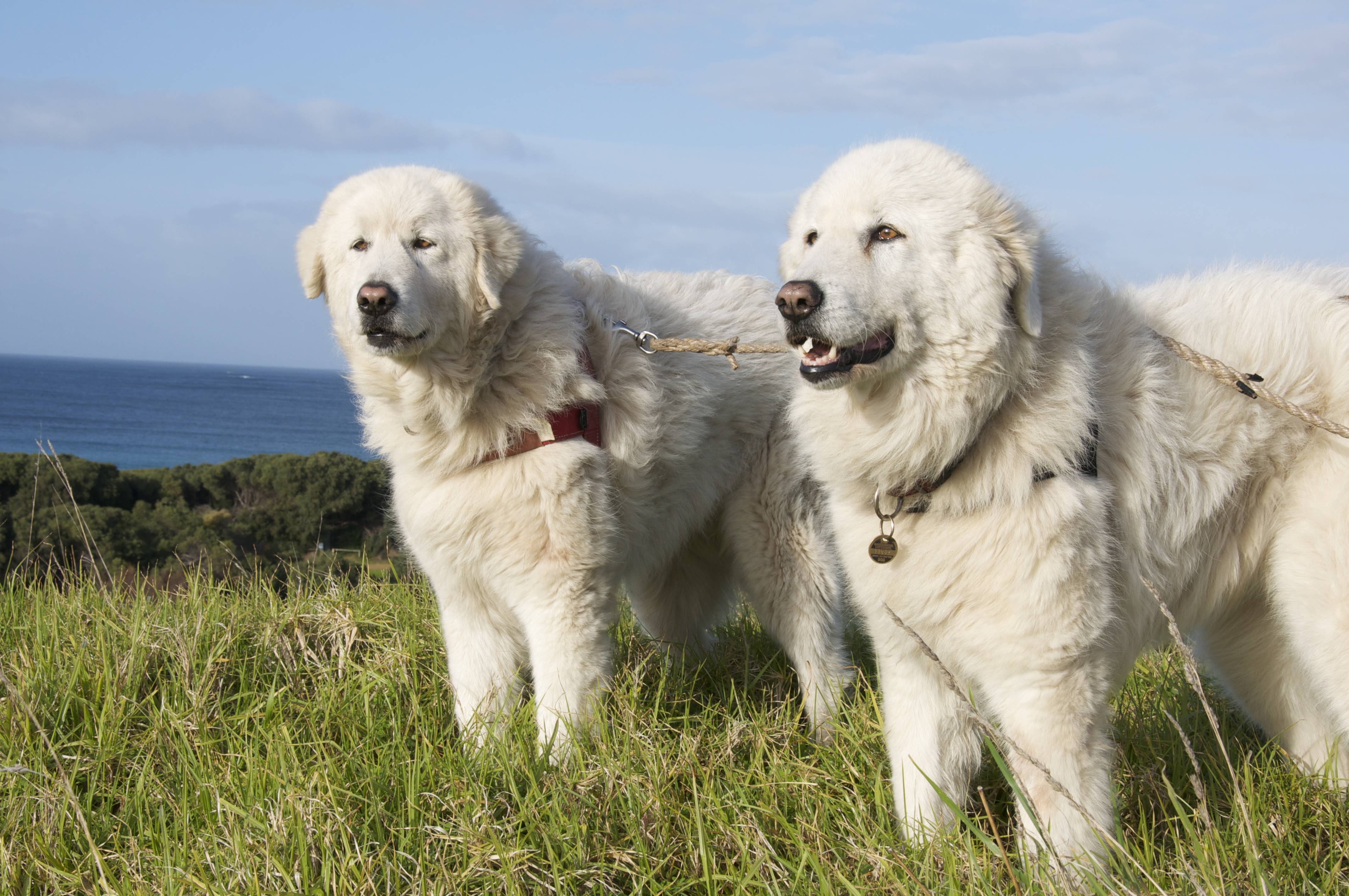 Мареммо-абруцкая овчарка: фото собаки маремма, характер и экстерьер породы собак
