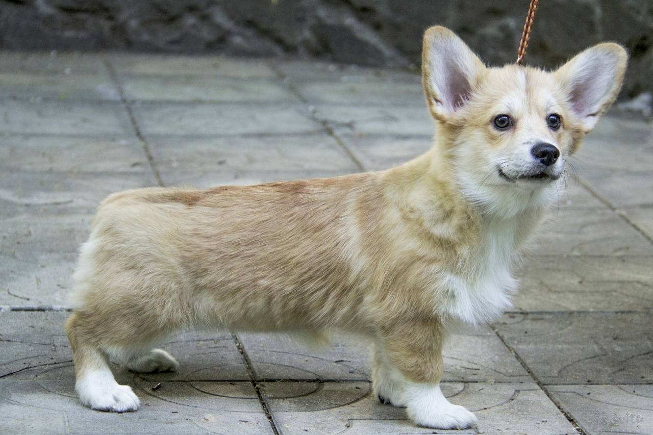 Вельш-корги кардиган – описание и стандарты популярной породы собак