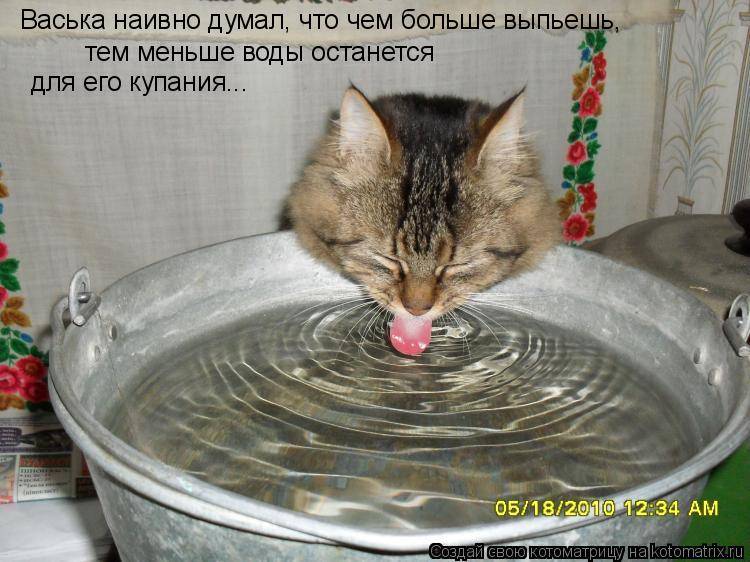 Что делать чтобы кошка пила больше воды