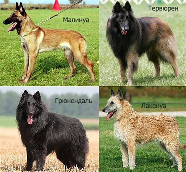 Порода собак бельгийская овчарка: фото, видео, описание породы и ее видов
