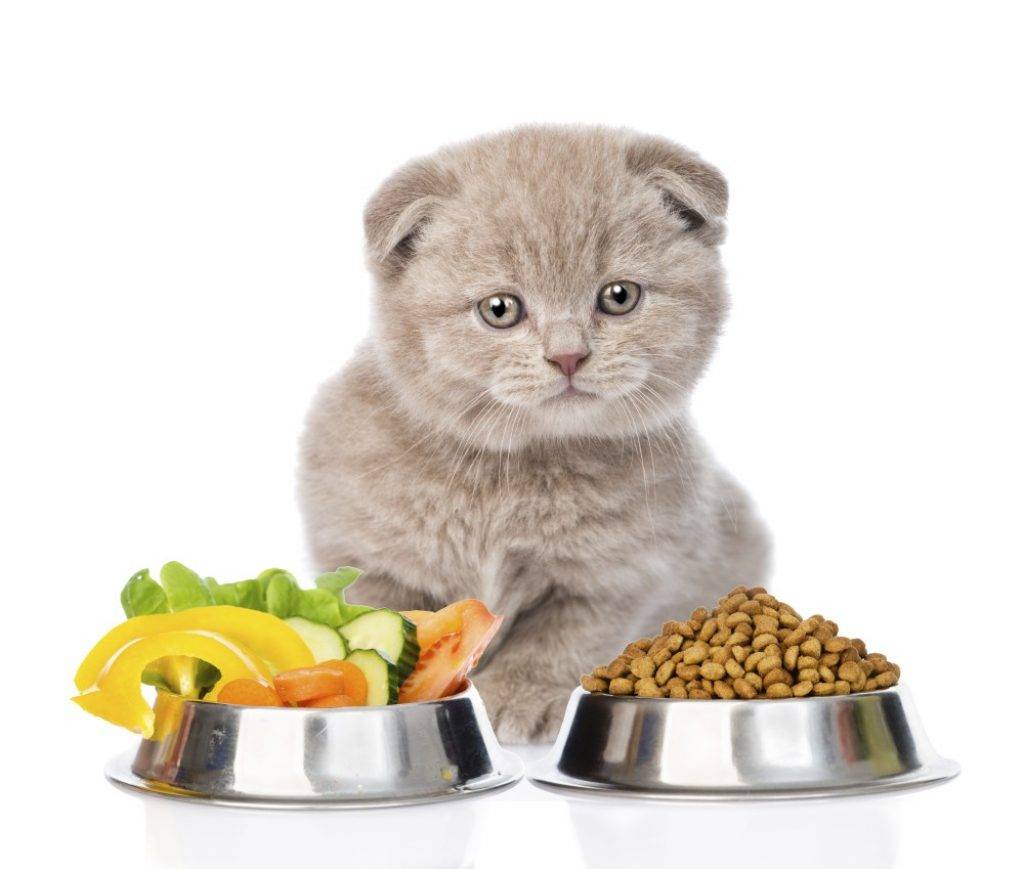 Уход за шотландским вислоухим котенком: воспитание, питание