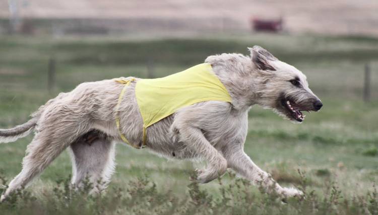 15 самых быстрых пород собак