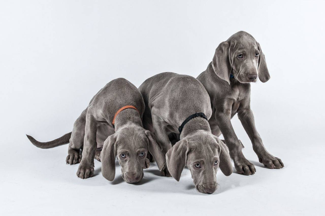 Веймаранеры (47 фото): описание породы, собаки голубого и черного окраса, длинношерстные и короткошерстные щенки, отзывы владельцев