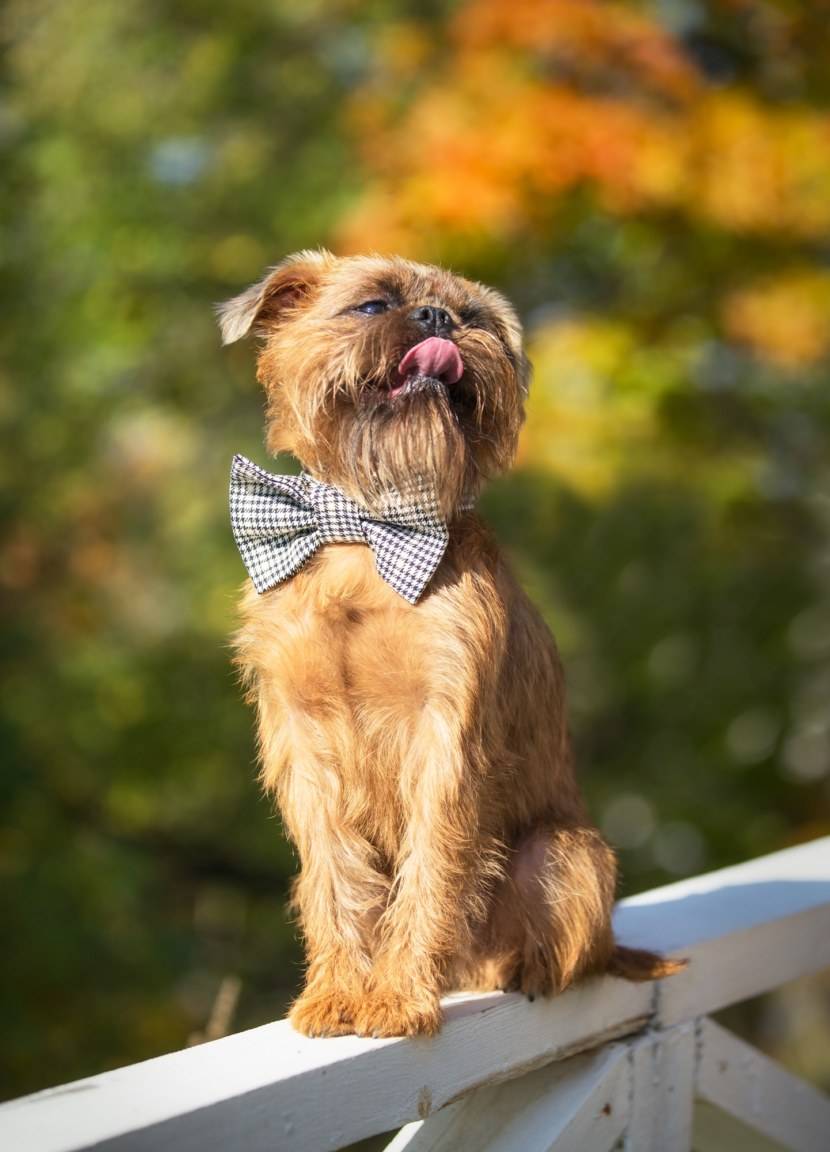 Порода собак бельгийский гриффон: фото, видео, описание породы и характер